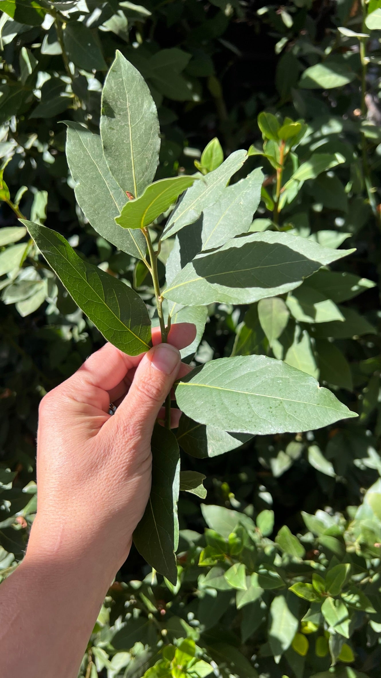 Locally Grown Fresh Bay Leaf Cutting