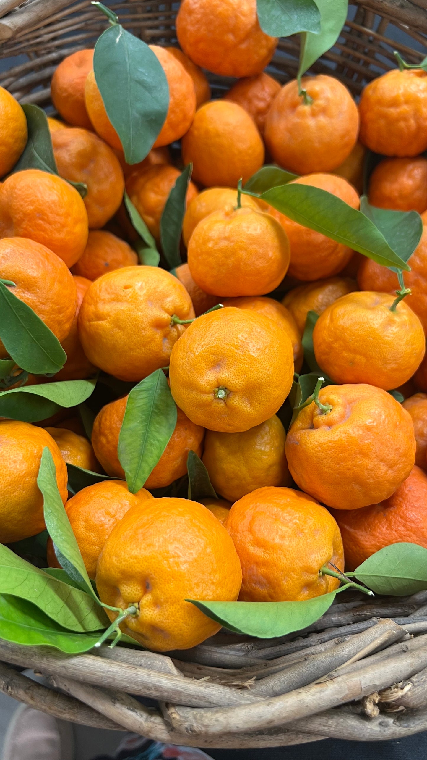 Fresh Clementine Tangerines