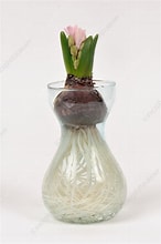 Hyacinth Bulb forced in a vase